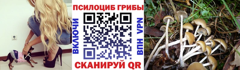 Псилоцибиновые грибы Cubensis  Сорочинск 